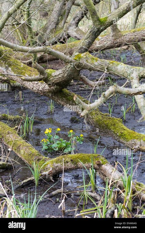 Wet Woodland With Caltha Palustris Known As Marsh Marigold And Kingcup