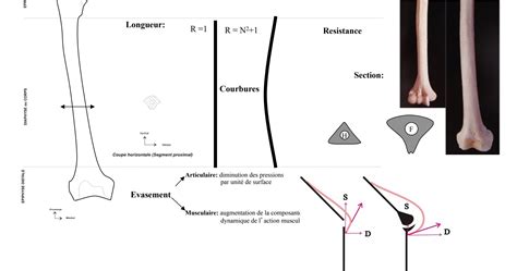 Diapo Configuration Externe Ue5 Anatomie Tutorat Associatif