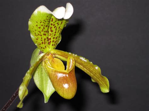 Paphiopedilum insigne - Dark Star Orchids