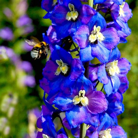 Дельфиниум (шпорник, живокость) | Любимые цветы