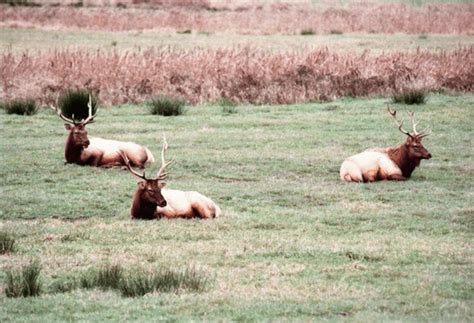 A Photo Of A Few Elk Lounging Around The Refuge Billy Newman Photo