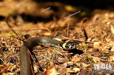 Natrix natrix, Stock Photo, Picture And Royalty Free Image. Pic ...