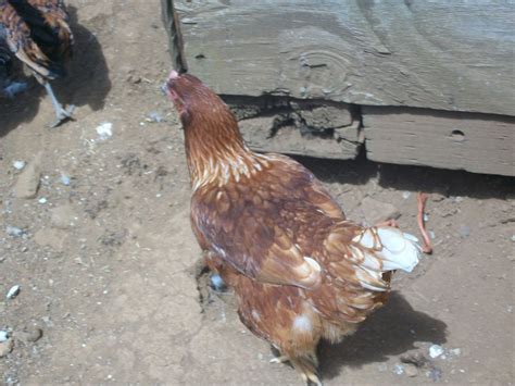 Sex Links BackYard Chickens Learn How To Raise Chickens