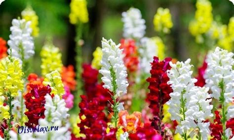 Однолетние цветы фото и названия каталог: Каталог однолетних цветов для ...