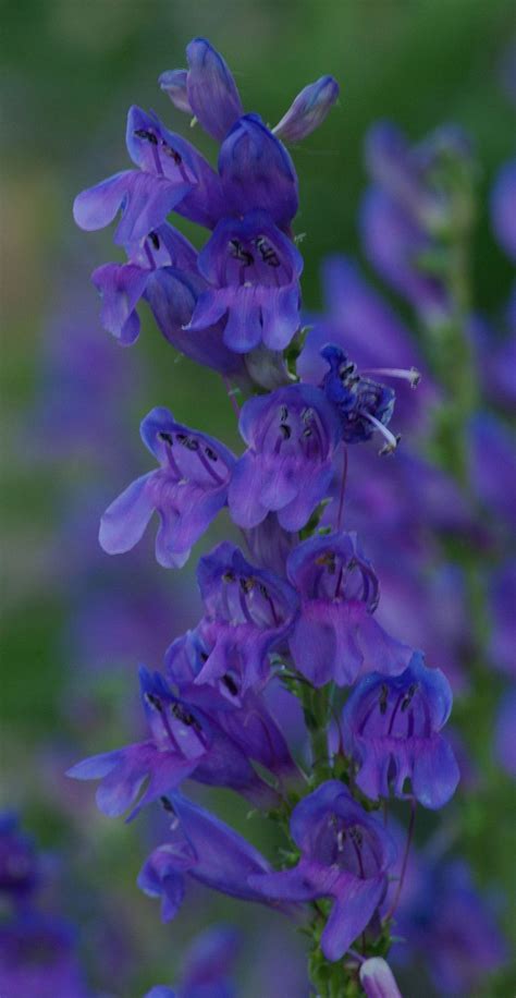Penstemon Strictus In 50mm Forestry Tube Trigg Plants