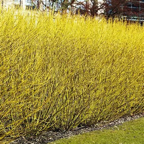 Buds Yellow Dogwood For Sale Online The Tree Center