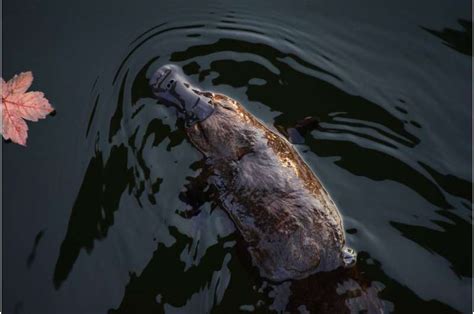 Platypus Populations Impacted By Large River Dams Are More Vulnerable