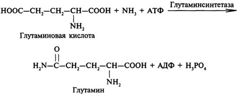 Глутаминовая Кислота Аммиак – Telegraph
