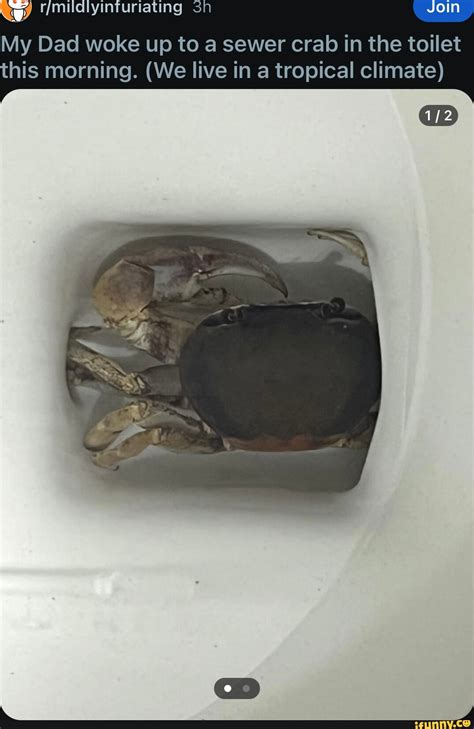 Anime Boob Anime Thigh Rat Sex Ifunny