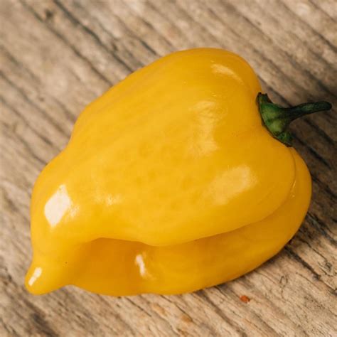 Chili Habanero Hot Lemon Capsicum Chinense Zaden