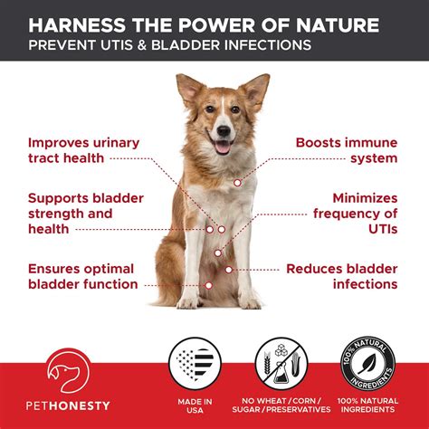 How To Treat Bladder Infection In Dogs