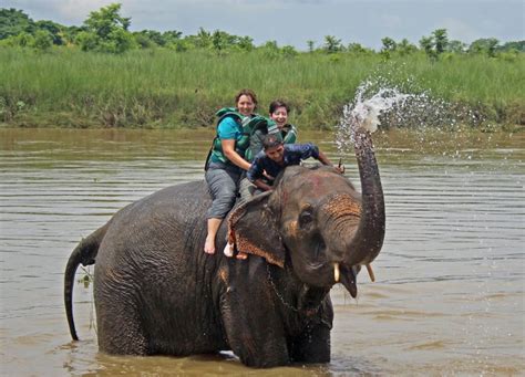 Safari Por La Jungla De Chitwan Noches D As Getyourguide