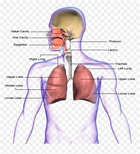 Png Transparent Images Respiratory System Png Png Download Vhv