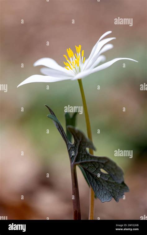 Bloodroot Flower Sanguinaria Canadensis Pisgah National Forest