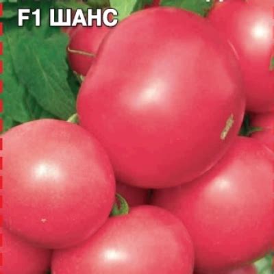 Томат Шанс: описание сорта помидоров, характеристики. Особенности ...