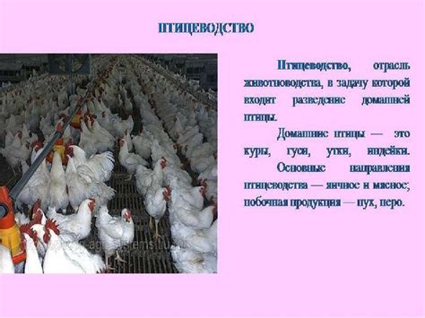 Животноводство. Окружающий мир - презентация онлайн