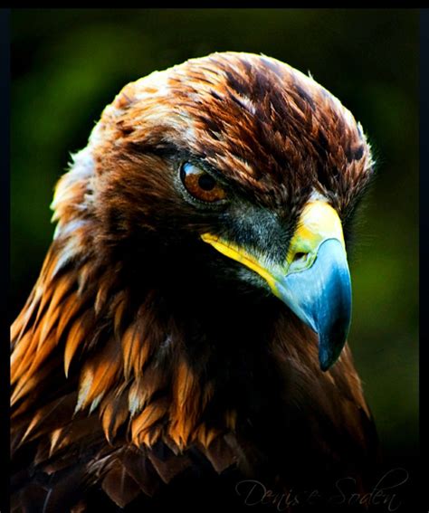 Pin by Ирина Левченко on Птицы in 2020 | Wild animals photography ...