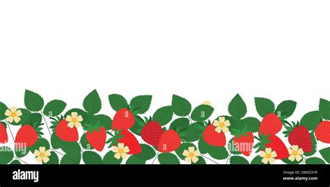 Strawberry Vector Seamless Border Sweet Red Berries White Flowers