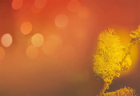 Premium Photo Willow Branches With Fluffy Pussy Willow Buds Willow Branches On Earrings