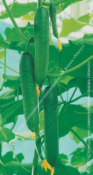 Огурец F1 Зозуля