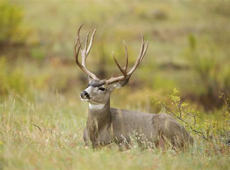 Deer Records Broken in 2020 Deer Harvest - iSportsman USA