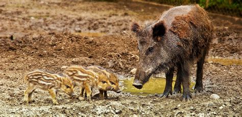 La peste porcine africaine dans la région du Luxembourg