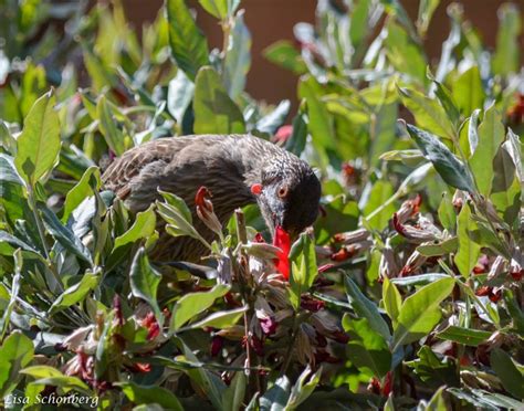 Red Wattle Birds By Lisa Schonberg Phillip Island Conservation Society