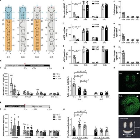 | A pre-miR21-aptamer chimera enables light-control of gene expression ...