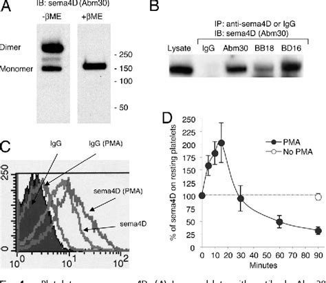 Figure From Regulated Surface Expression And Shedding Support A Dual