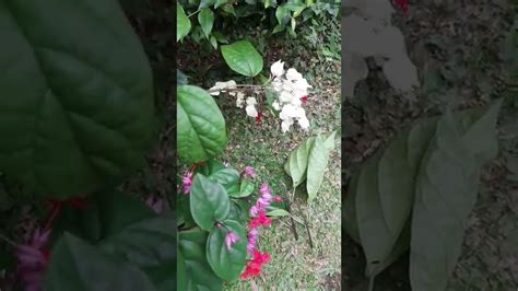 Penangkaran Tanaman Nona Makan Sirih Dari Stek Batang Clerodendrum