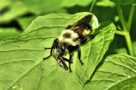 Carnivorous Bee Like Fly Laphria Thoracica Bugguidenet