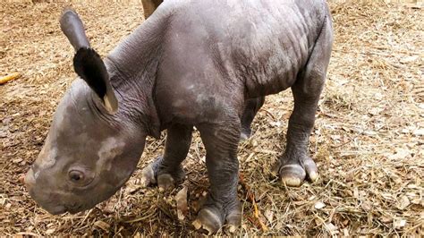 Cleveland Zoo debuts baby rhino: video | wkyc.com