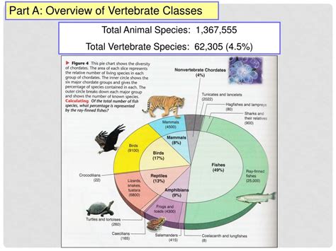 Ppt Vertebrate Characteristics Powerpoint Presentation Free Download Id 9299575