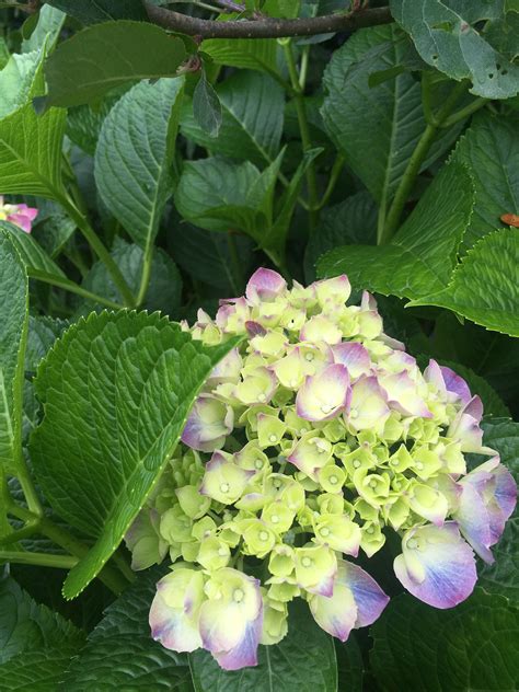 Hydrangea Flower Color - Surfing Hydrangea Nursery, Inc.