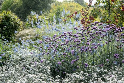 What To Grow With Verbena Bonariensis Bbc Gardeners World Magazine