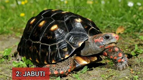 Jabuti É Oxitona Paroxitona Ou Proparoxitona - JABUTI Animal Exótico Que Se Pode Ter Em Casa No Brasil - YouTube