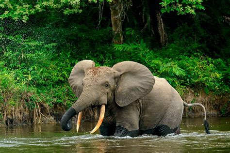 forest elephants move depends  water humans