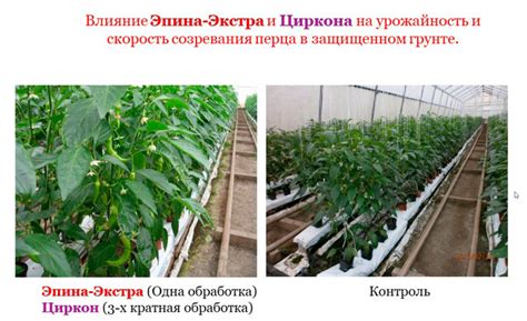 Как повысить стрессоустойчивость растений? — Ботаничка