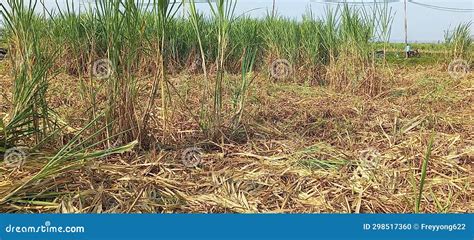 Harvesting Sugarcane in a Field Stock Photo - Image of green, growth ...