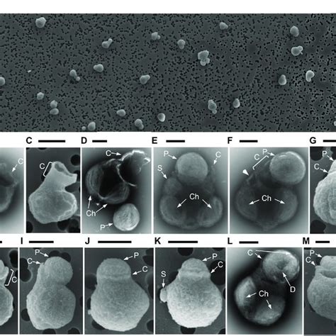 Electron Microscopy Observations Of Selective Feeding By Naked