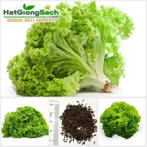 hat giong xa lach xoan cong ty hat giong sach