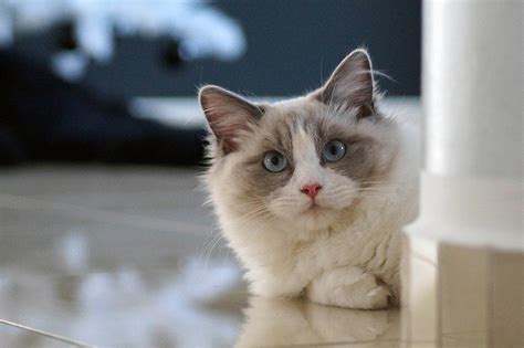 Ragdoll Cat Care, Traits And Breed Guide