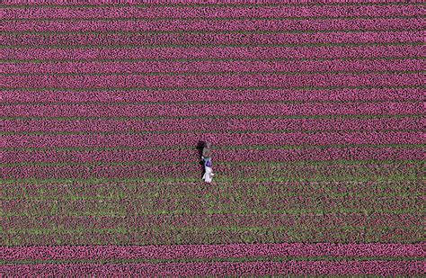 An Aerial View of Tulip Fields Photograph by Yves Herman - Fine Art America