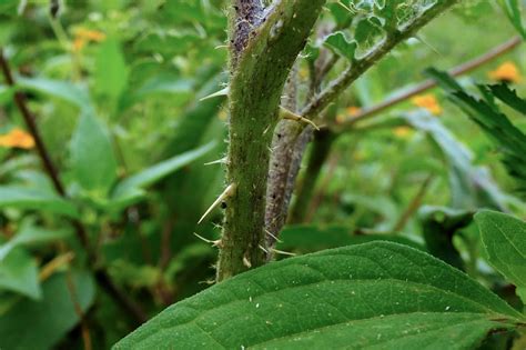 Solanum Rostratum Solanaceae