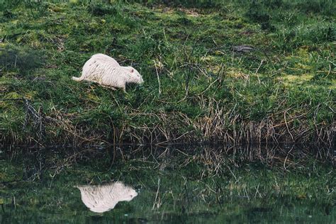 Albino Nutria Reflection Photograph By Kevin Koch Fine Art America
