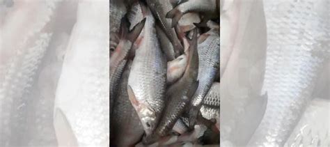 Вобла сырая астраханская купить в Астрахани | Товары для дома и дачи ...
