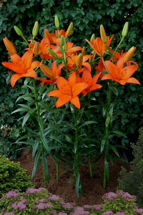 Orange Ton - lily bulb