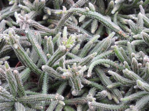 Flora-cactusesR