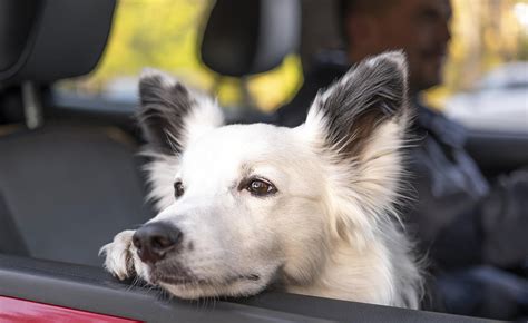 Cosa Fare Se Il Cane Vomita In Macchina Tutto Quello Che Devi Sapere