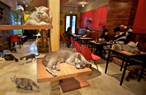 We Want This Right Meow Montreals First Cat Cafe Shedoesthecity